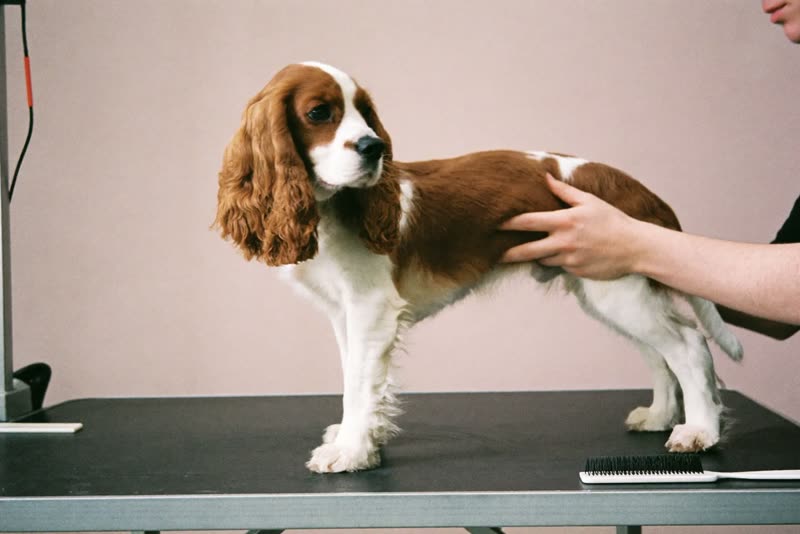 A spaniel being handled on the grooming table