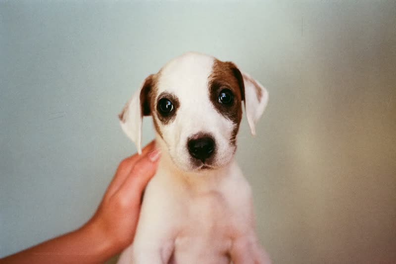 A puppy sitting calmly for its first groom