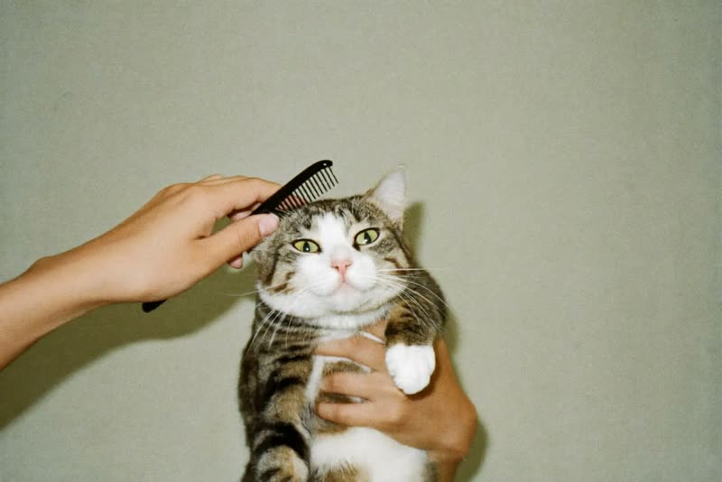 A cat being gently combed