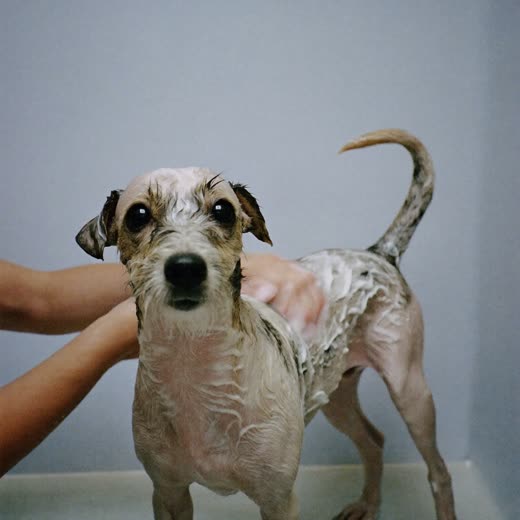 A dog being shampooed in the grooming bath
