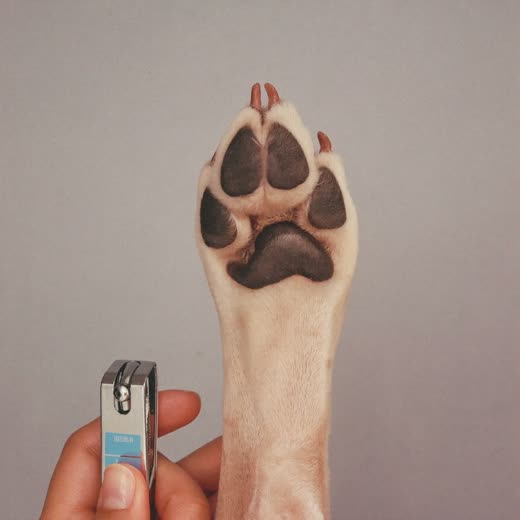 A dog's paw held for a nail trim