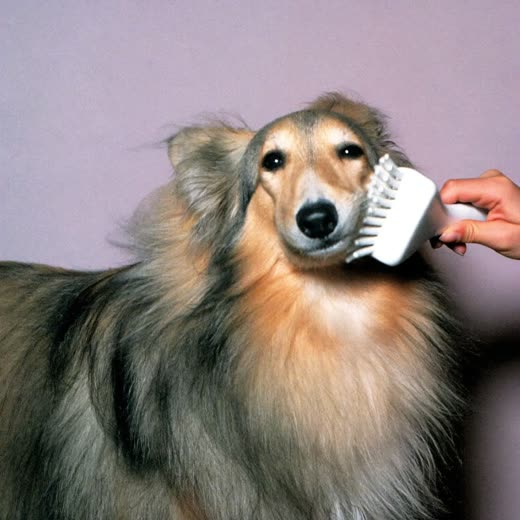A long-coated dog being brushed out
